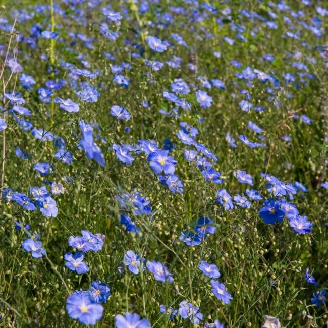 How To Grow Flax Seeds