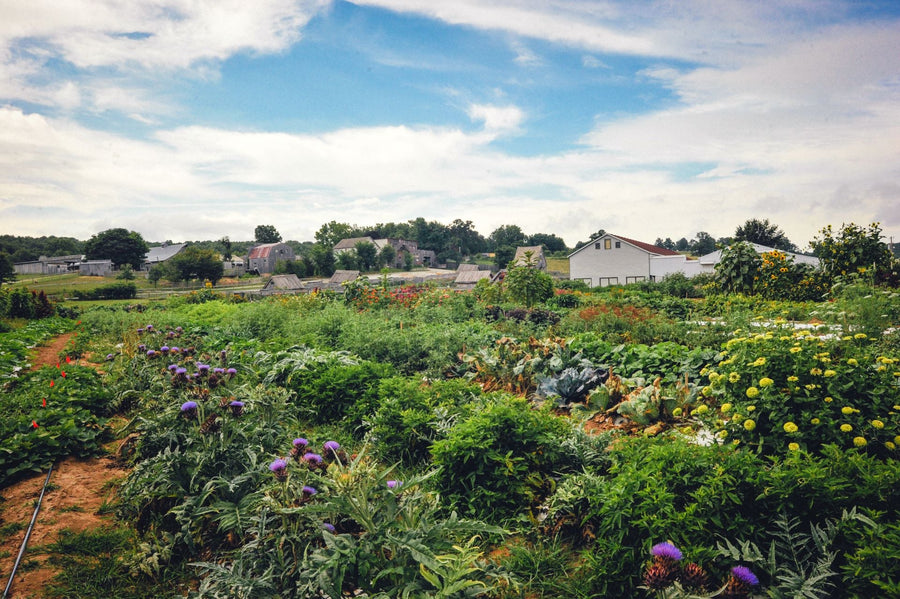 Hot Weather Gardening--Plus Richie's Picks!