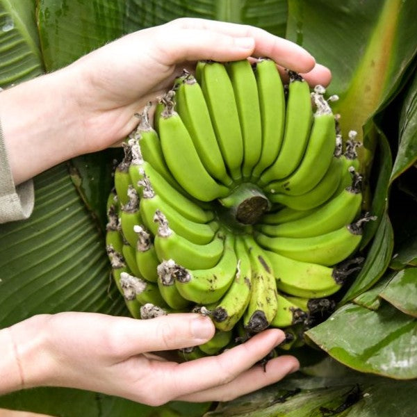 How To Grow Banana Plants