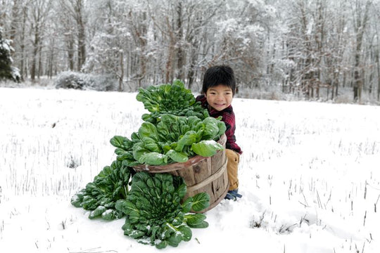 What Should I Plant in Summer for a Fall Harvest?