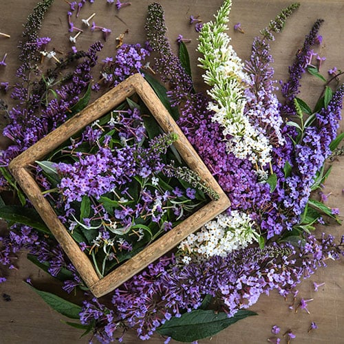 How to Grow Butterfly Bush Seeds