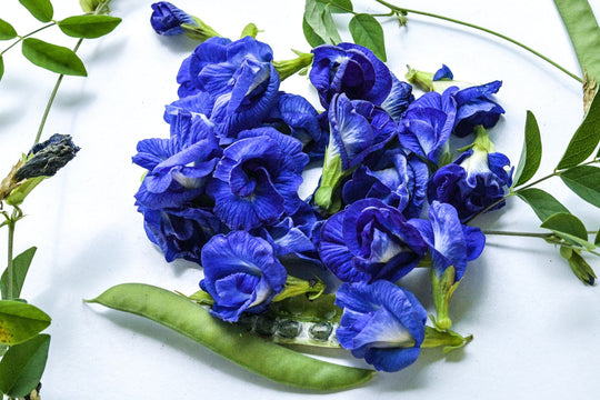Butterfly Pea, Bright and Magical!