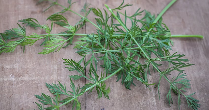 How To Grow Caraway Seeds