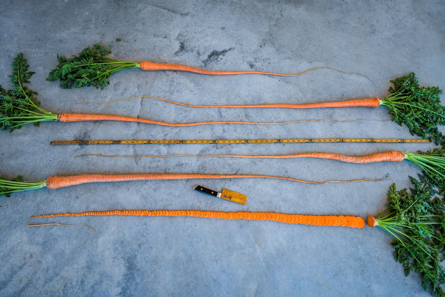 A Short History of a Very Long Carrot