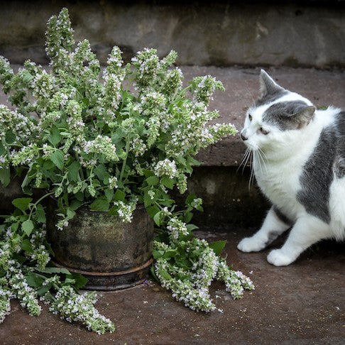 How To Grow Catnip Seeds