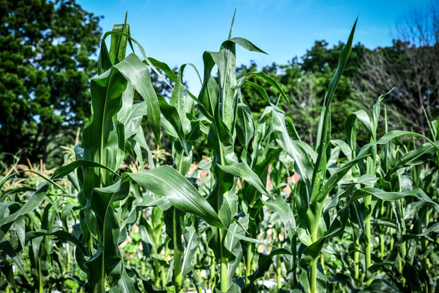 Corn Crazy! Five of Our Favorites