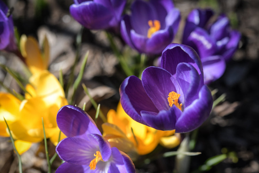 Crocus: A Gorgeous Prelude to Spring