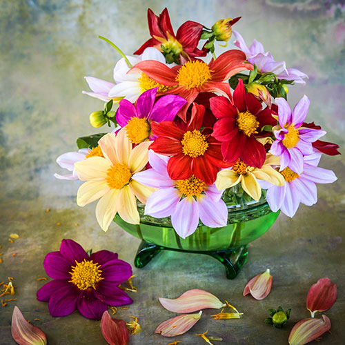 How To Grow Dahlia Seeds (Bedding Type Dahlias)
