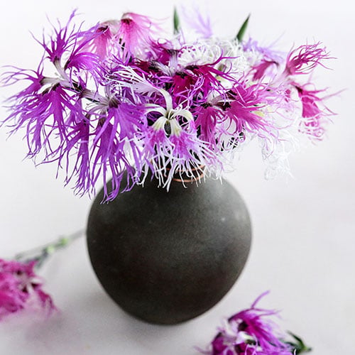 How To Grow Dianthus (Carnation) Seeds