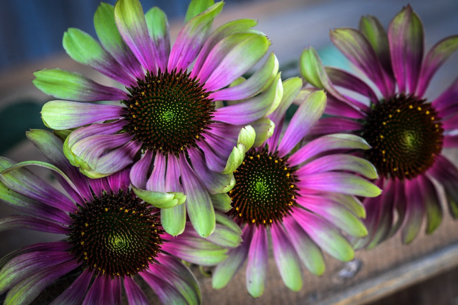 Prepping Your Garden Beds for Winter