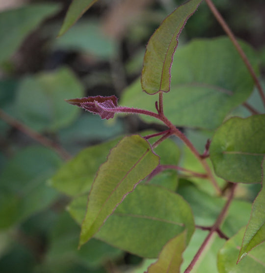 How To Grow Eucalyptus Seeds