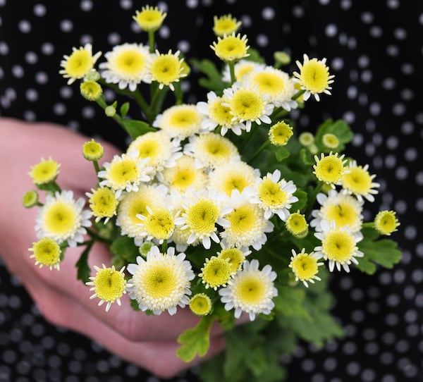 How To Grow Feverfew Seeds