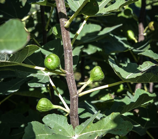 How To Grow Fig Plants