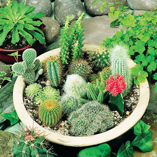 How to Grow Cactus Seeds