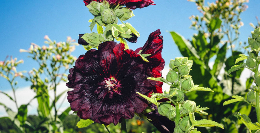Hollyhocks, the Outhouse Flower
