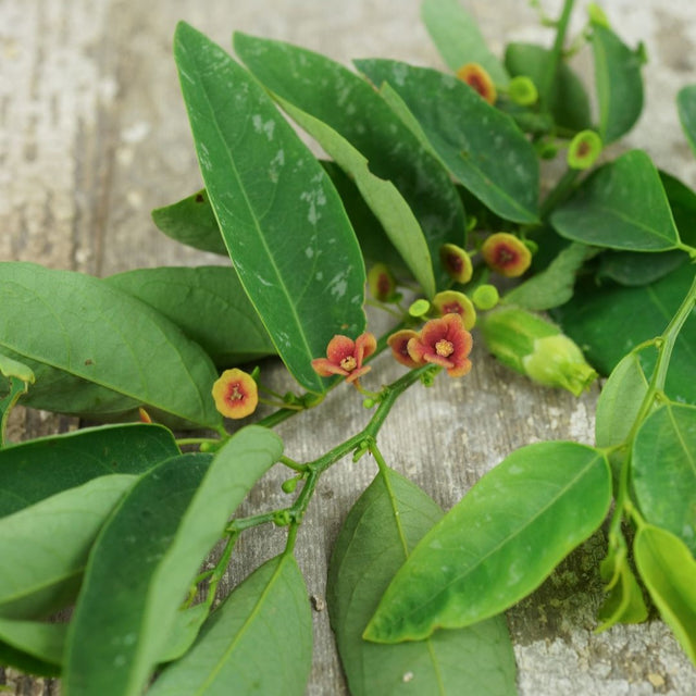 How To Grow Katuk Plants