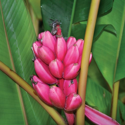 How To Grow Banana Plants (Pink Banana)