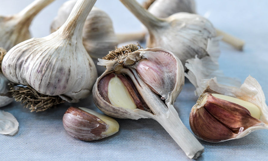 How to Plant Spring Garlic