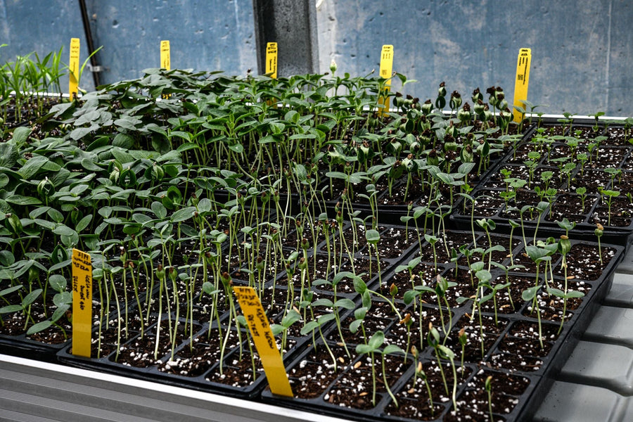 How Does Baker Creek Test Seed Germination?