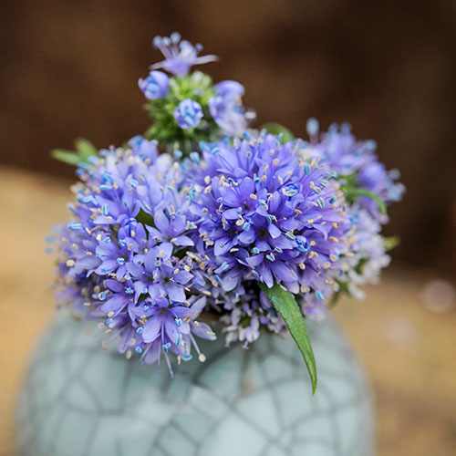 How To Grow Gilia Seeds