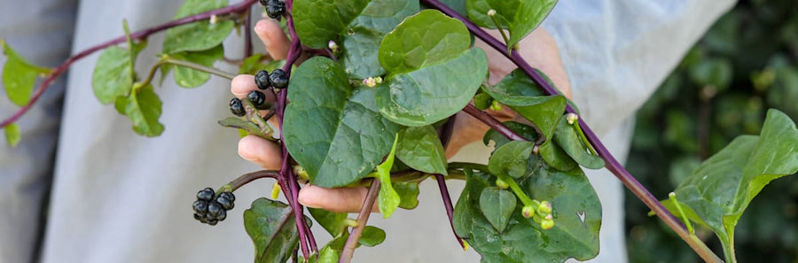 Guide to Malabar Spinach: A Phenomenal Warm-Weather Green