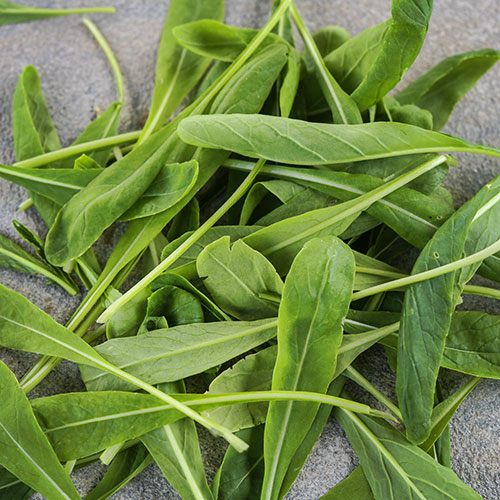 How To Grow Mibuna Seeds
