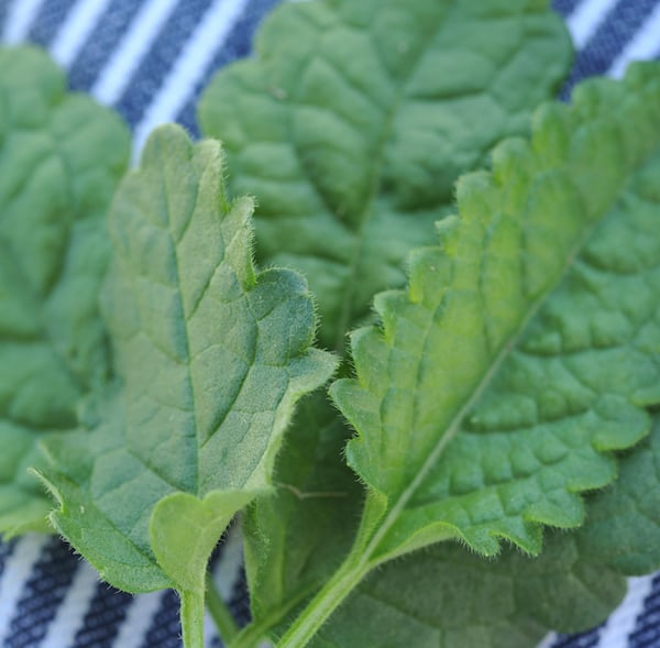 How To Grow Betony Seeds