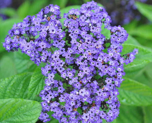 How To Grow Heliotrope Seeds