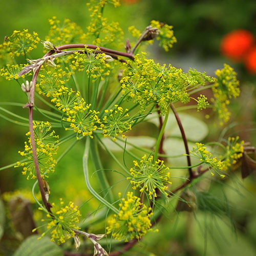 How To Grow Cumin Seeds