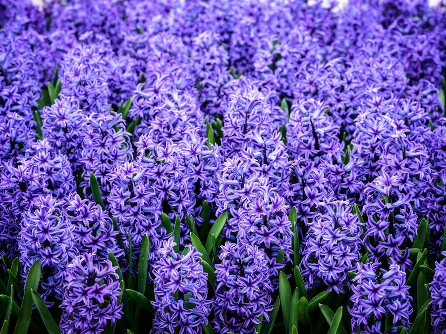 Plant Hyacinth and Muscari!