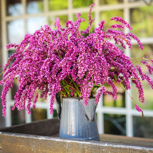 How To Grow Kiss-Me-Over-The-Garden-Gate Seeds