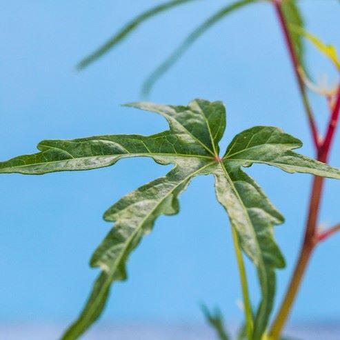 How To Grow Hibiscus Plants
