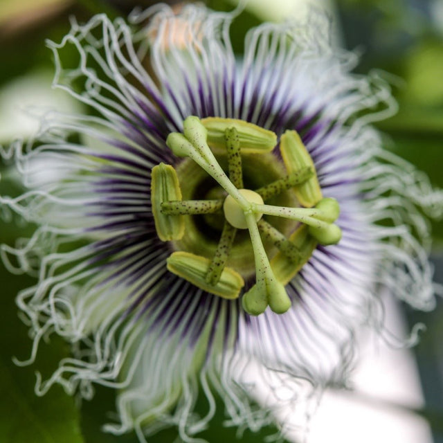 How To Grow Passion Fruit Plants