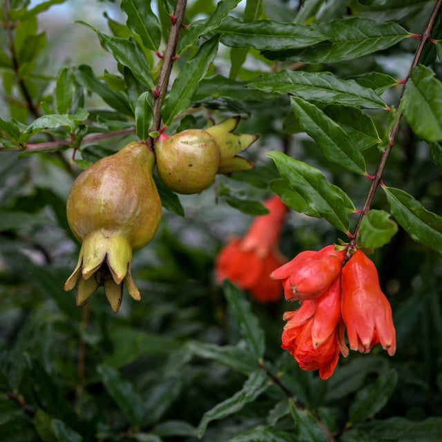 How To Grow Pomegranate Plants