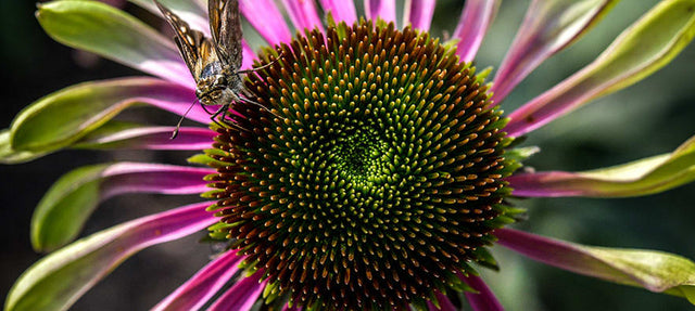 Long-Blooming Echinacea: History, Uses, Therapeutic Properties