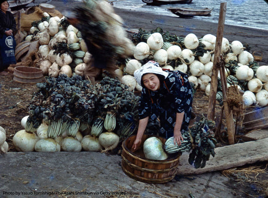 Sakurajima Radish: The World's Largest!
