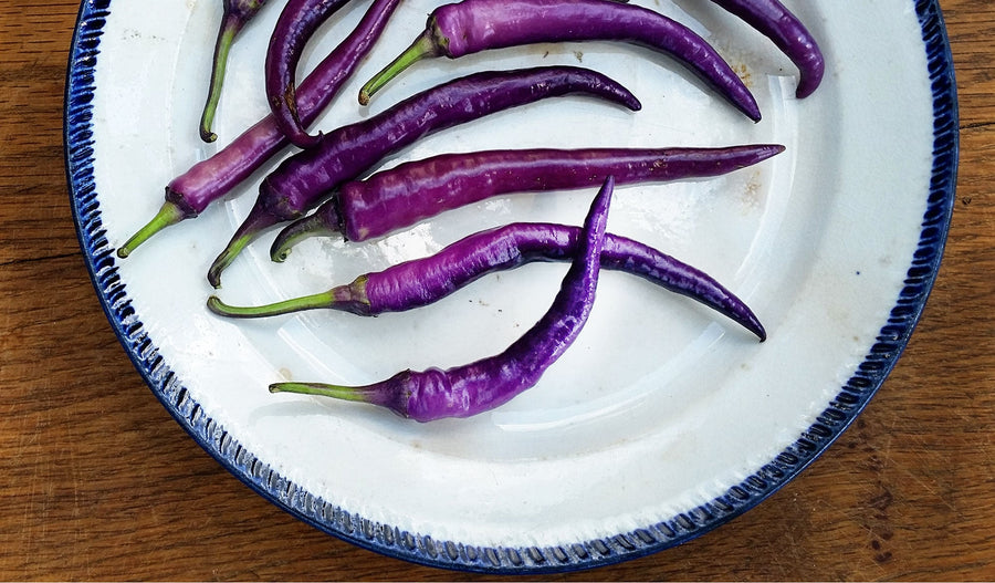 Presenting Prodigious Purple Pippin Peppers