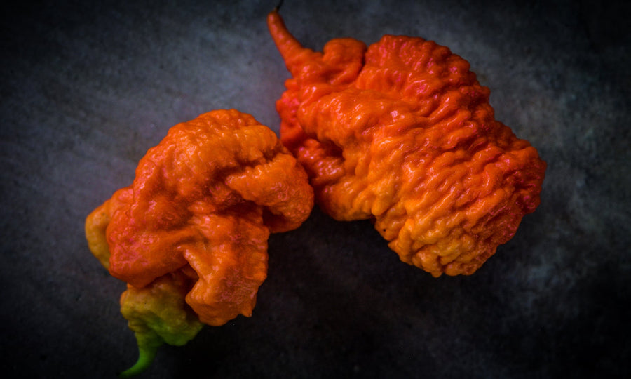 Death Spiral Pepper: Fruity and Hot, Hot, Hot!
