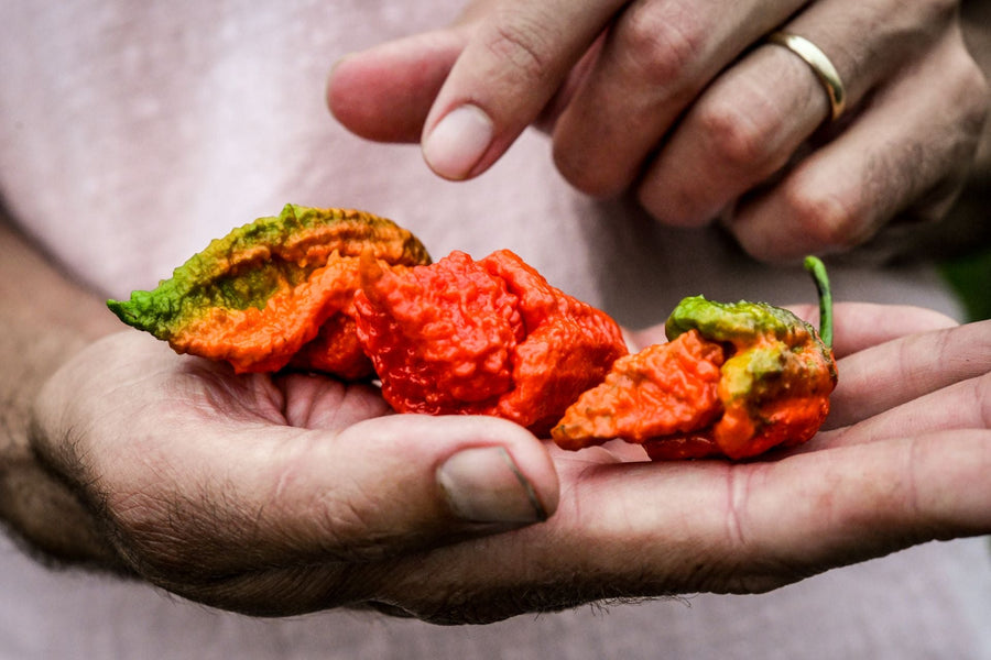 Top O' the Scoville: Our Favorite Superhot Peppers