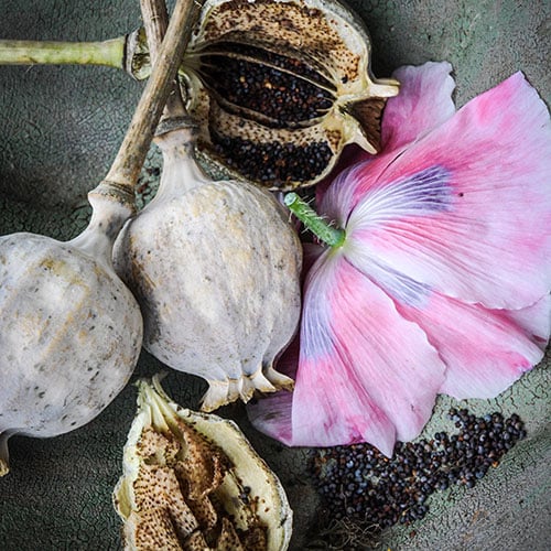 How To Grow Poppy Seeds (Breadseed/Opium Poppies)