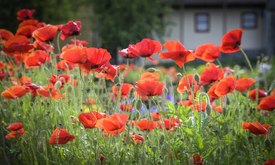 Why Are Red Poppies the Flower of Remembrance?