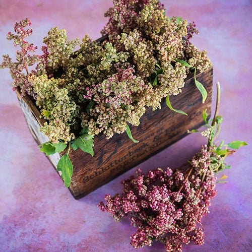 How To Grow Quinoa Seeds