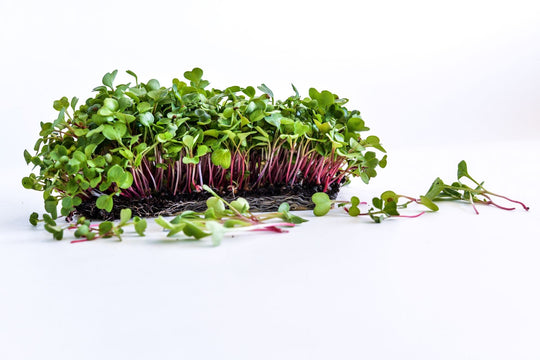 Top 12 Heirloom Seeds for Microgreens