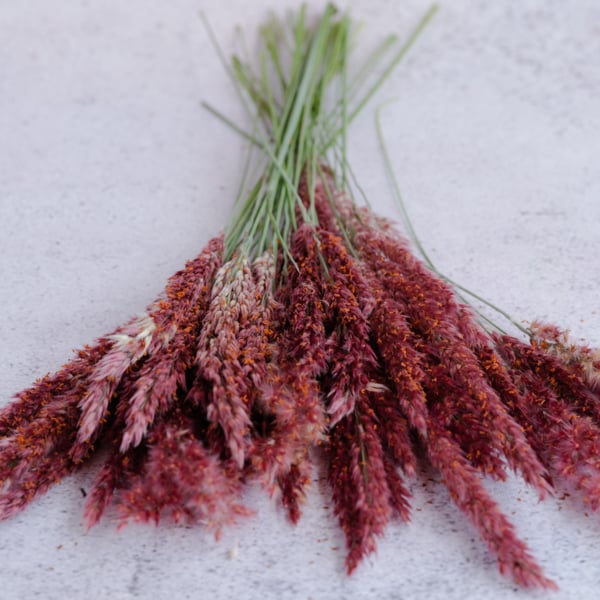 How To Grow Ornamental Grass Seeds