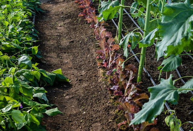The Dirt on Garden Soil