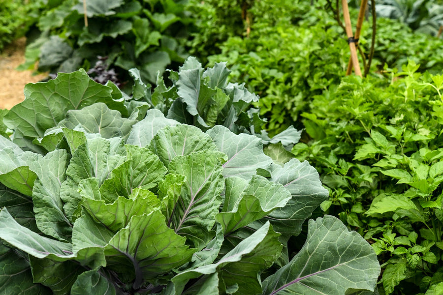 How To Grow a Winter Garden In the South