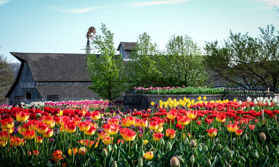 How To Design and Plant a Spring Bulb Garden