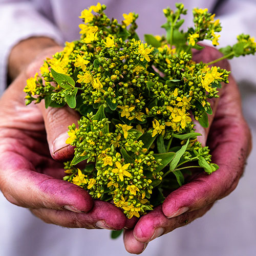 How To Grow St. John's Wort Seeds