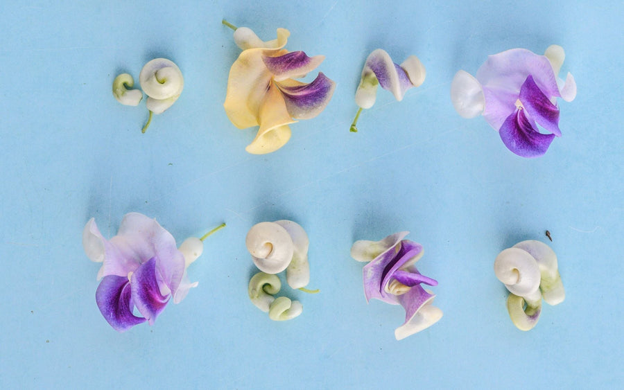 The Twisty History of Snail Vine Flower