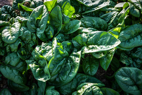 Five Cold-Tolerant Greens to Ring in the New Year